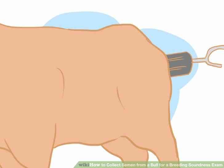 Image intitulée Recueillir le Sperme d